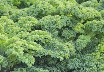 Kale Yeah! October 4 is National Kale Day